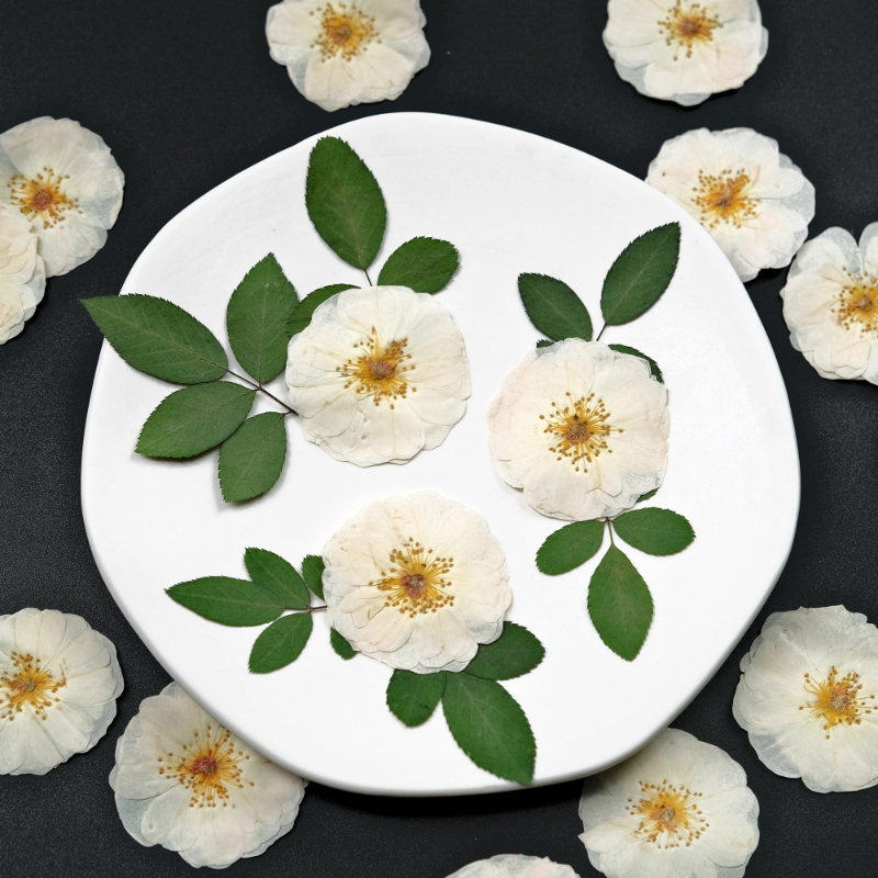 Dried Flower Bulk - 6pcs,9pcs,Nature White Rose Pressed Flowers DIY