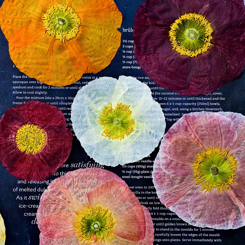 1pcs,Nature Field Poppy Presse - Resin Craft Ideas ulasan dan harga