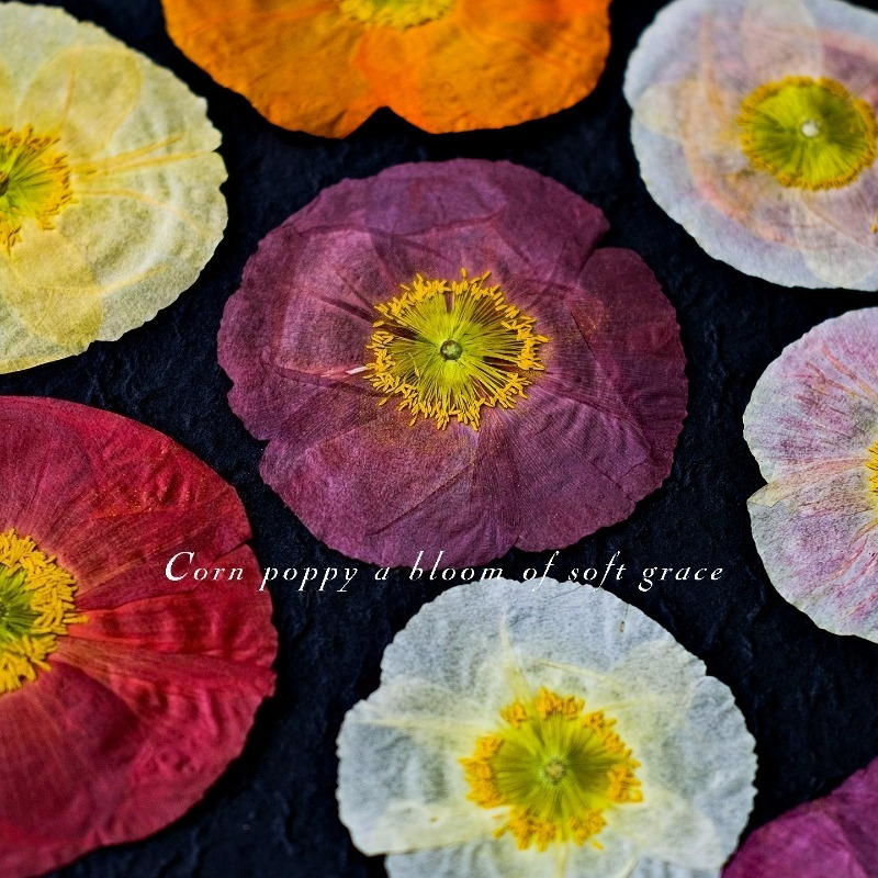 1pcs,Nature Field Poppy Presse - Resin Craft Ideas ulasan dan harga