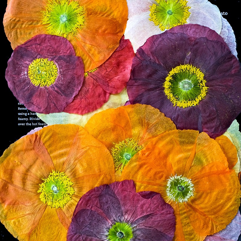 1pcs,Nature Field Poppy Presse - Resin Craft Ideas ulasan dan harga