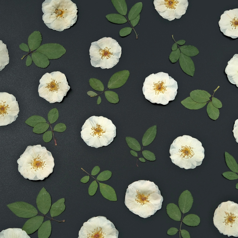 6pcs,9pcs,Nature White Rose Pr - Dried Flower Bulk ulasan dan harga