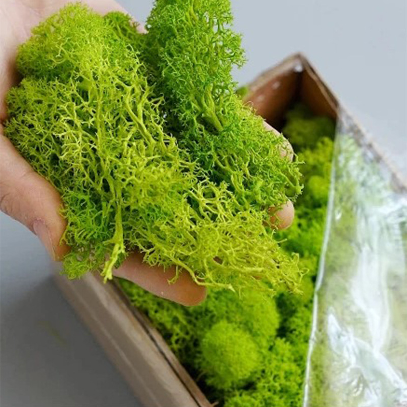 20/40/100g Eternal Life Moss D - Terrarium Moss Art ulasan dan harga